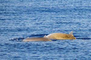 mother and baby calf Cuvier Goose Beaked whale dolphin Ziphius cavirostris photo