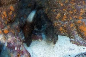 move twist effect in camera with sea lion seal underwater while diving galapagos photo