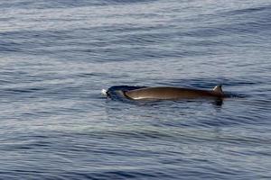 mother and baby calf Cuvier Goose Beaked whale dolphin Ziphius cavirostris photo