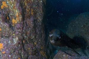 sea lion seal underwater while diving cortez sea photo