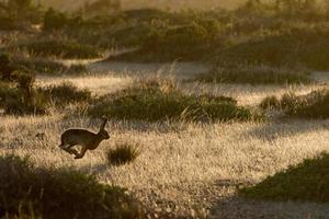 hare jumping on the grass photo