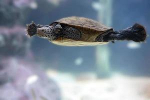 diamondback terrapin turtle swimming underwater close up photo