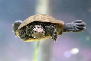 Diamondback tortuga acuática nadando bajo el agua de cerca foto