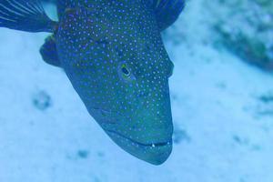 Red reef grouper fish photo