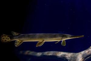 Alligator gar fish underwater close up macro photo