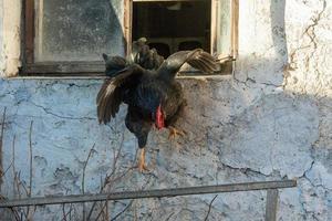 clack chicken cock jumping from a window photo