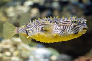 Burrfish rayado cerrar macro detalle submarino foto