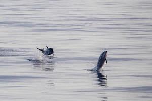 bebé delfín recién nacido mientras salta en el mar al atardecer foto