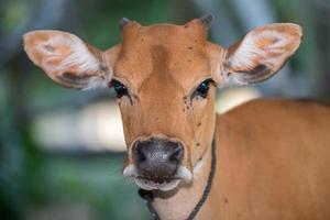 indonesia cow close up portrait look at you photo