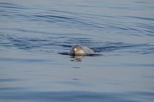 Goose Beaked whale dolphin Ziphius cavirostris coming to you photo