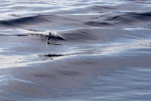 Dolphin fin in the sea at sunset photo