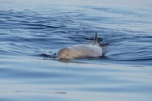 Goose Beaked whale dolphin Ziphius cavirostris coming to you photo