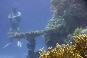 Red Sea corals house for Fishes photo