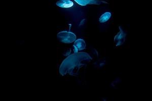 jellyfish isolated on black sea close up detail photo