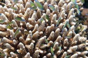 Red Sea corals house for Fishes photo
