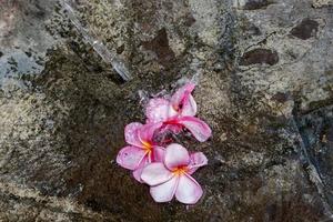 Spa flowers petals close up detail isolated photo