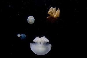 jellyfish isolated on black sea close up detail photo