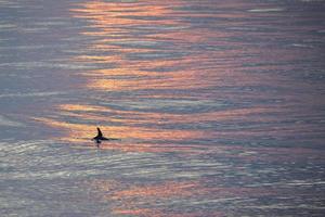 Dolphin fin in the sea at sunset photo