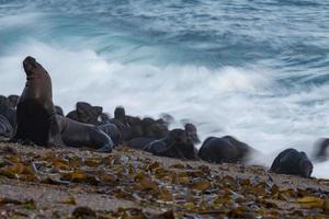sea lion on the beach photo