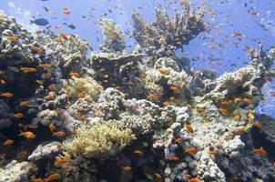 casa de corales de mar rojo para peces foto