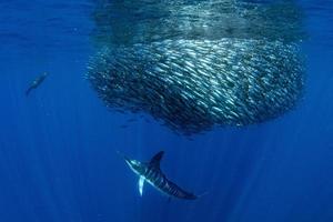 marlín rayado y caza de leones marinos en bola de cebo de sardina en el océano pacífico foto