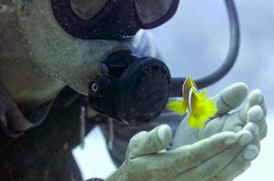 scuba diver and clown fish photo