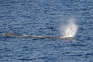 blow of Sperm Whale at sunset while blowing breath photo