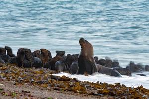 león marino en la playa foto