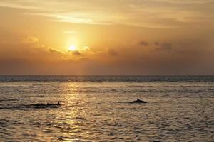 Maldives Dolphins jumping in the ray lights of sunset Turquoise Tropical  Paradise photo