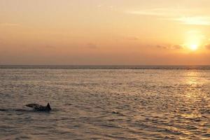 Maldives Dolphins jumping in the ray lights of sunset Turquoise Tropical  Paradise photo