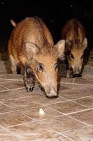 newborn puppy young wild boar eating bread at night photo