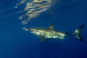 Great White shark ready to attack photo