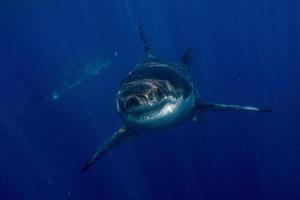 Great White shark ready to attack from deep blue photo
