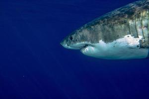 Great White shark ready to attack photo