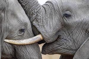 ojo de elefante de cerca en el parque kruger sudáfrica foto
