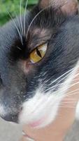Close up of cat's eye photo