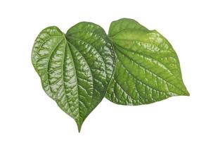 betel leaves on white background isolated image photo