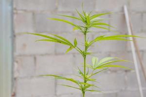 Beautiful background of green cannabis flowers A place for copy space photo