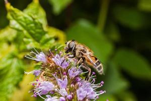 Honey bee covered with yellow pollen drink nectar, pollinating flower. Inspirational natural floral spring or summer blooming garden background. Life of insects, Extreme macro close up selective focus photo