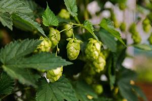 concepto de agricultura y agricultura. conos de lúpulo orgánico verde fresco y maduro para hacer cerveza y pan, de cerca. lúpulo fresco para la elaboración de cerveza. planta de lúpulo que crece en jardín o granja. foto