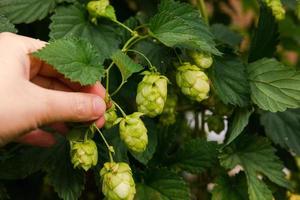 Farming and agriculture concept. Woman farm worker hand picking green fresh ripe organic hop cones for making beer and bread. Fresh hops for brewing production. Hop plant growing in garden or farm. photo