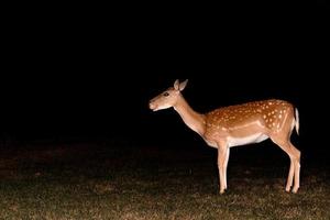 fallow deer at night isolated on black photo