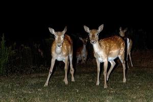 fallow deer at night isolated on black photo