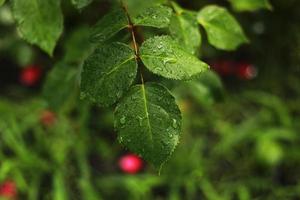 A closeup of wet leaves and a red rose flower from the rain growing in the garden photo