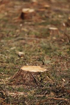 The picture after felling is a lot of stumps of coniferous trees remaining in the ground. stumps after illegal felling. selective focus photo