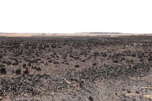 Effects of grass fire on soils. Charred grass after a spring fire. Black surface of the rural field with a burned grass. Consequences of arson and stubble burning. Aftermath of Natural Disasters. photo