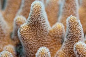 hard coral macro photo