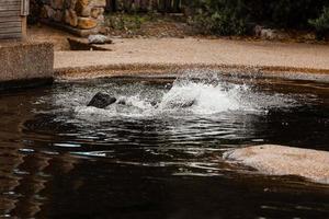 seals in the zoo. fur seal in the water. selective focus. photo