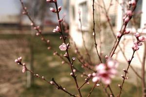 pink cherry blossom on the branch with cherry buttons detail, with the wood in the background photo