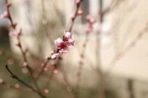 pink cherry blossom on the branch with cherry buttons detail, with the wood in the background photo